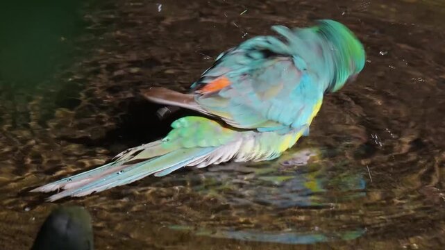 Close up of a green parakeet bird taking a bath in a pond ona sunny day in spring