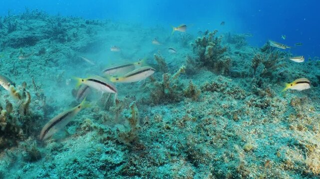 red mullets fish searching and eating food underwater ocean scenery of fish behaviour
