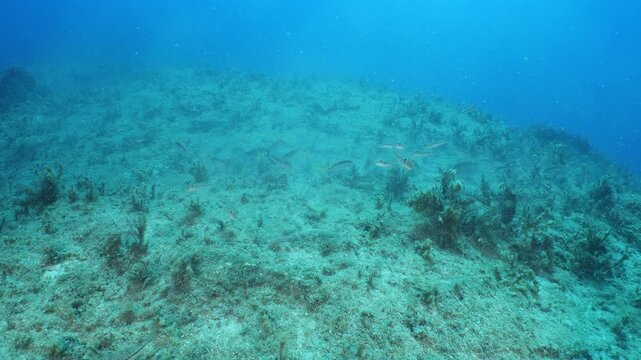 red mullets fish searching and eating food underwater ocean scenery of fish behaviour