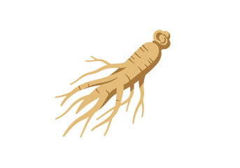 A tan ginseng root with rootlets extends outward at various angles