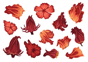 Arrangement of scarlet hibiscus flowers some unopened some full blooms various angles red tones