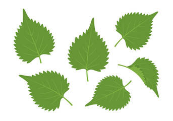 Five green leaves textured with vein details displayed on a white background