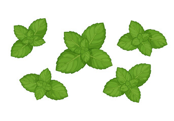 Five bright green mint sprigs with detailed veins arranged on a white background