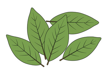 Five green oval bay leaves with brown stems and black outlines