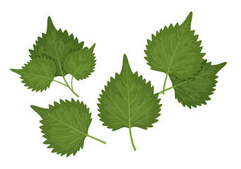 Four clusters of serrated green leaves each with prominent veins against a blank background