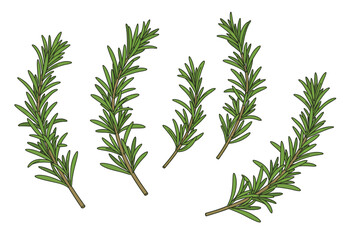 Illustration of several sprigs of rosemary with narrow leaves and brown stems against a white background