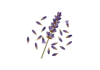 Obraz premium Lavender sprig with fallen petals on a white background