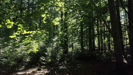 A peaceful forest scene with bright sunlight filtering through the tree canopy, illuminating the lush green leaves and creating dappled shadows.


