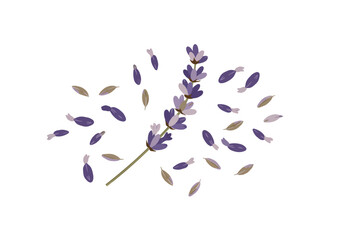 Lavender sprig with scattered petals  leaves on white background