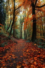 Naklejka premium Forest path covered with fallen leaves leading through autumn trees. High quality
