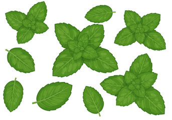Several mint sprigs and individual leaves scattered on a white background