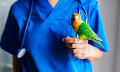 Veterinarian holding lovebird parrot at animal clinic - Pet health and exotic bird care