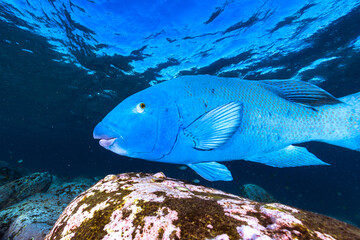 Blue groper swimming close to the reef at Shelly Beach, Sydney, Australia.