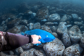 Diver gently interacting with a blue groper on the rocky seabed at Shelly Beach, Sydney, Australia.