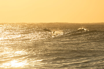 Dolphin breaching in golden sunrise waves at Bronte Beach, Sydney, Australia. Backlit surf glitters across the morning sea.