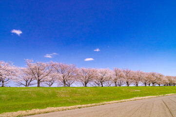 Fototapeta premium 大榑川堤の桜並木と田畑の春景色（岐阜県海津市）
