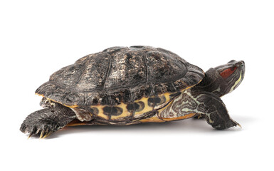 Beautiful turtle (Red-eared slider) on white background