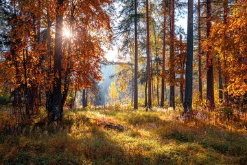 Fototapeta premium Landscape of Autumnal forest with real sun and orange trees on meadow. High quality