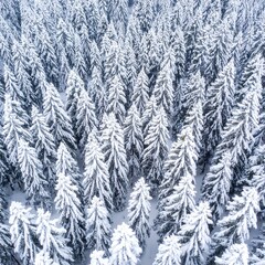 Obraz premium Snowy pine forest from above (1)