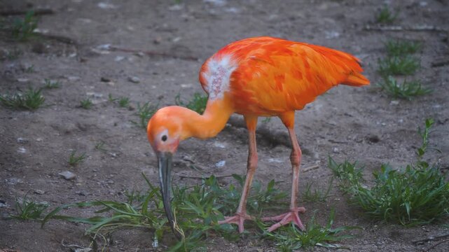 Close up of scarlet ibis searching on the ground on a sunny spring day