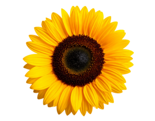 Bright Yellow Sunflower Isolated on White Background