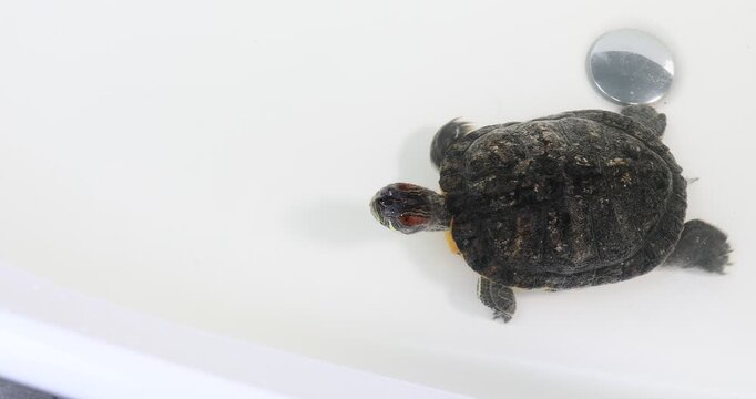 Turtle crawling in white sink with water, top view. Camera tracking