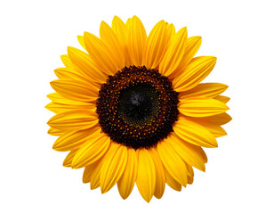 Fototapeta premium Bright Yellow Sunflower Isolated on White Background