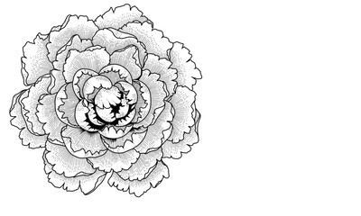 black and white drawing of a peony flower