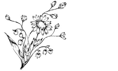 black and white drawing of corn-flowers