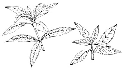black and white drawing of lemon-balm-leaves