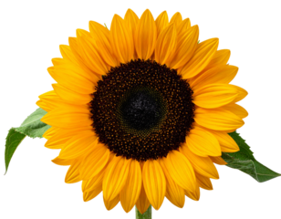 Bright Yellow Sunflower Isolated on White Background
