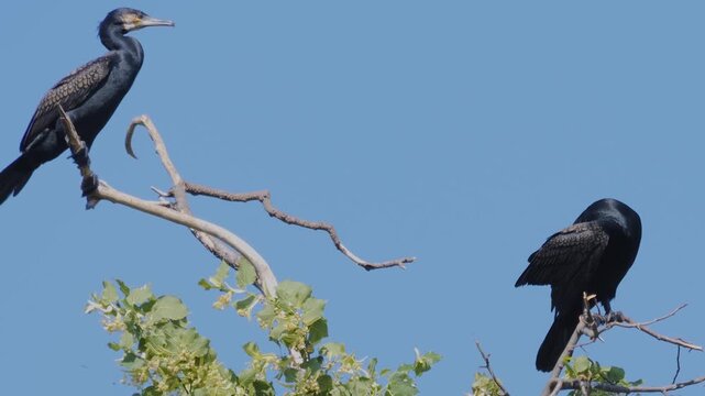 Close up of two cormorant birds sitting on the top in a tree on a sunny spring day
