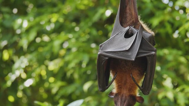Close up of a flying fox or fruit bat hanging of a tree branch and grooming it self on a sunny day