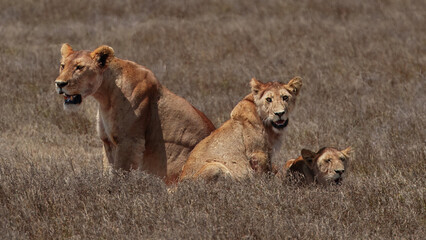 Lioness with two cubs resting in savanna grass, Ngorongoro Tanzania