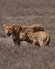 Two lionesses standing alert in dry savanna grass, Ngorongoro Tanzania