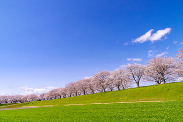 Obraz premium 大榑川堤の桜並木と広い青空（岐阜県海津市）