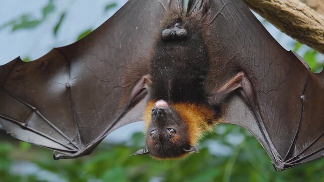 Close up of a flying fox or fruit bat hanging of a tree branch and grooming it self on a sunny day
