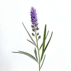 Fototapeta premium Delicate sprig of lavender against a stark white background, showcasing floral beauty