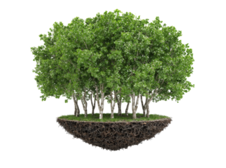 Lush green forest floating island isolated on black background, Isolated On White, Png Transparent