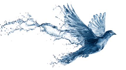 Water splash morphing into a bird in flight, freedom concept, isolated on a white background