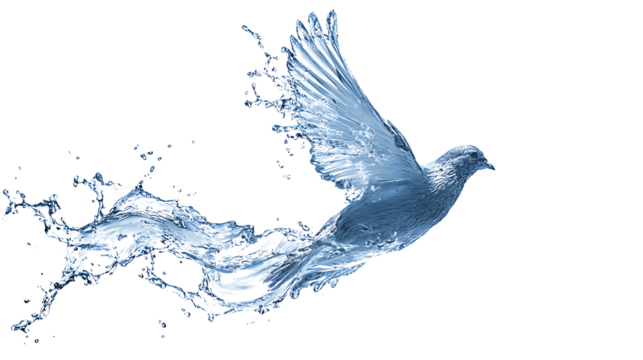 Water splash morphing into a bird in flight, freedom concept, isolated on a white background