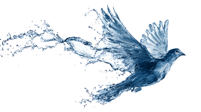 Water splash morphing into a bird in flight, freedom concept, isolated on a white background