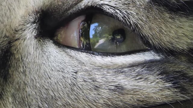 A very close up view of a snow leopard face and eye looking aorund on a cloudy day