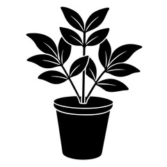 plant in pot
