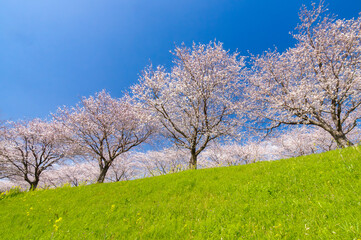 新緑の土手に咲く大榑川堤の桜（岐阜県海津市）