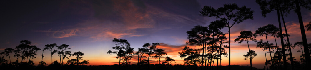 Silhouette of pine forest against the colorful sky after sunset.
Phu Kradung national park , Loei Province ,THAILAND



