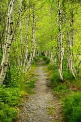 Birch Tunnel Along Kebo Brook Trail