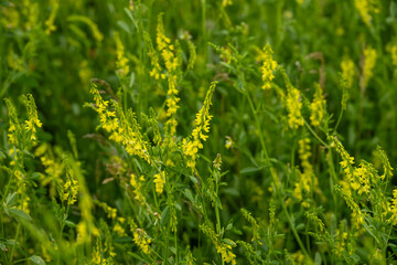 Close Up Of Yellow Sweet Clover Blooming