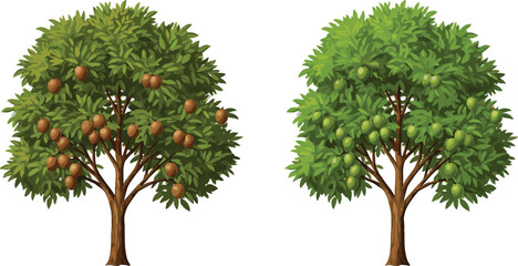 Almond tree with nuts, green fruit tree, cartoon illustration, nature, botanical, garden, plant, summer, harvest, organic, healthy, food, tree, branches, foliage, vibrant