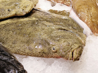 Fresh Turbot Seafish on Ice